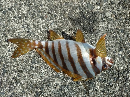 タカノハダイの釣果