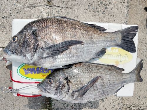 チヌの釣果