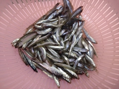 チアユの釣果