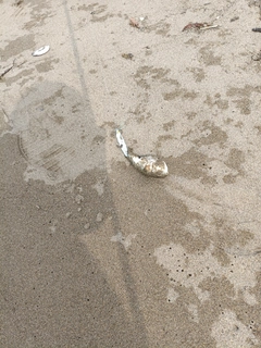 クサフグの釣果