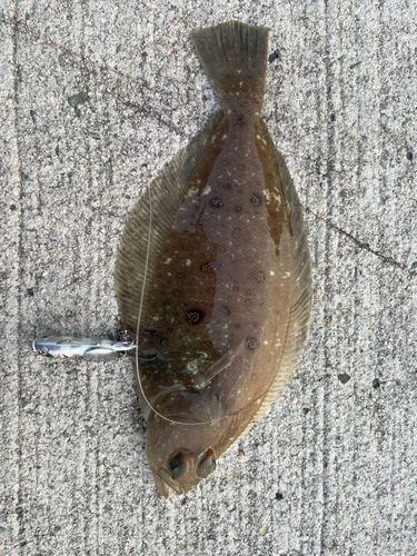 カレイの釣果