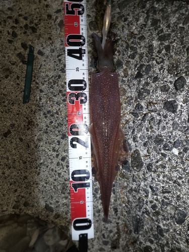 ヤリイカの釣果