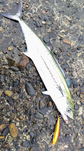 サゴシの釣果