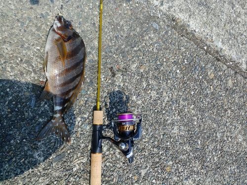 タカノハダイの釣果