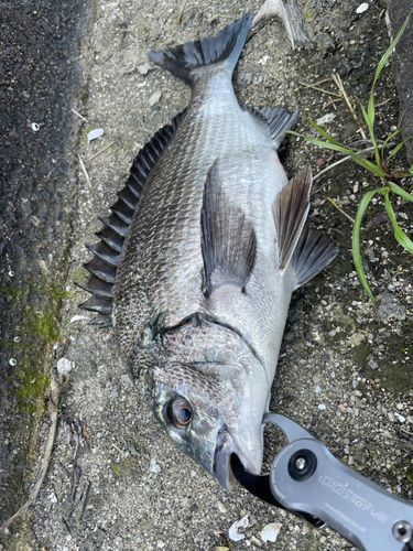 チヌの釣果