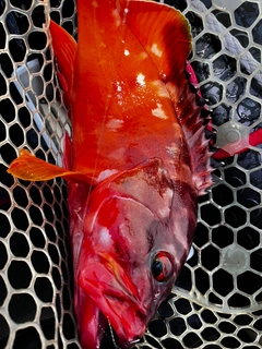 アカハタの釣果