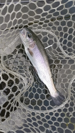 レインボートラウトの釣果