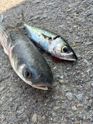 ボラの釣果
