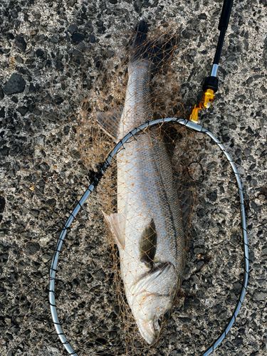 マルスズキの釣果