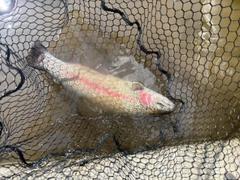 ニジマスの釣果