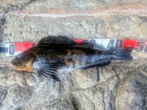 アイナメの釣果