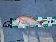 タイの釣果