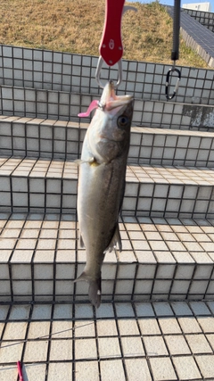 セイゴ（マルスズキ）の釣果