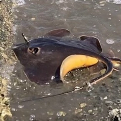 アカエイの釣果