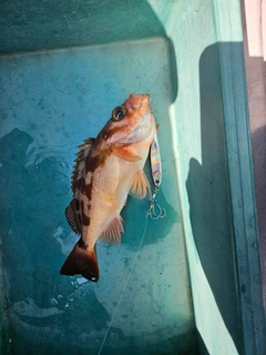 オキメバルの釣果