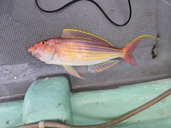 イトヨリダイの釣果