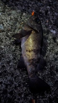 メバルの釣果