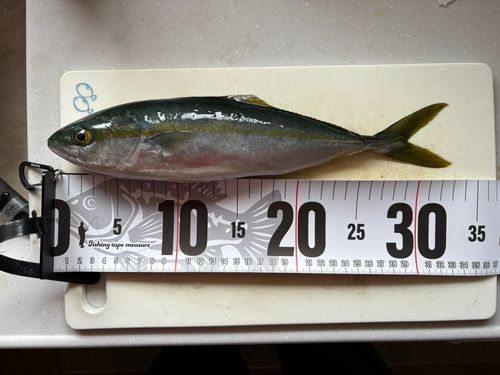 ツバスの釣果