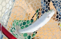 ニジマスの釣果