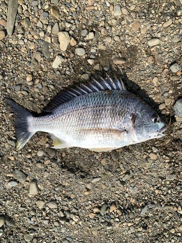 キビレの釣果