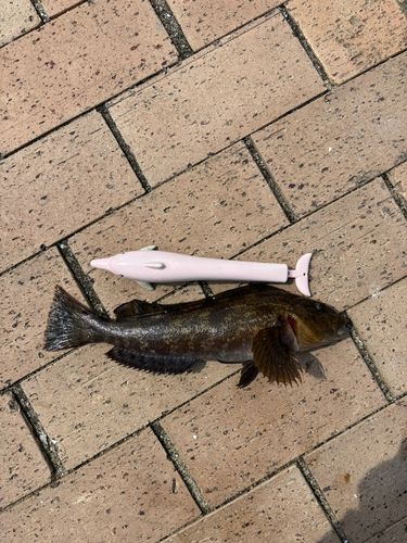 アイナメの釣果