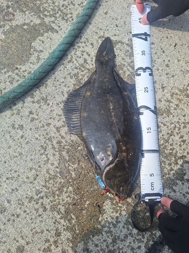 クロガシラガレイの釣果