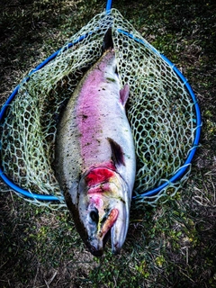 レインボートラウトの釣果