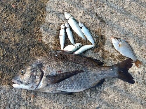 クロダイの釣果