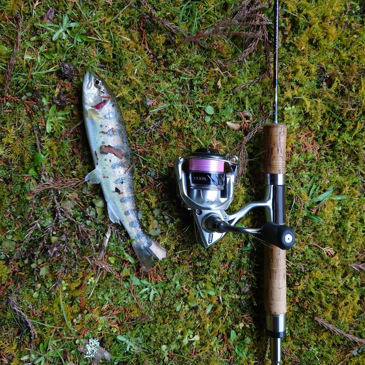 SHIMANO 20カーディフ エリアリミテッド S62SULの最安値・インプレ