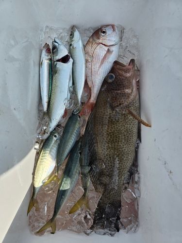 オオモンハタの釣果