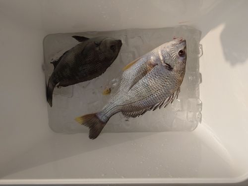 キチヌの釣果