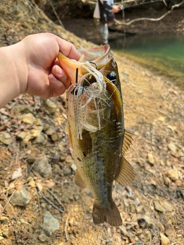 ラージマウスバスの釣果