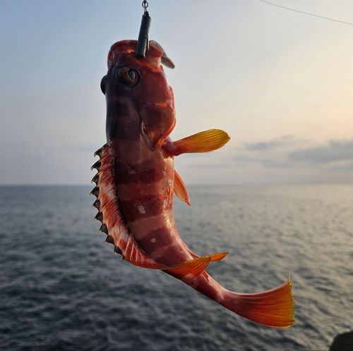 アカハタの釣果