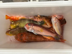 アマダイの釣果