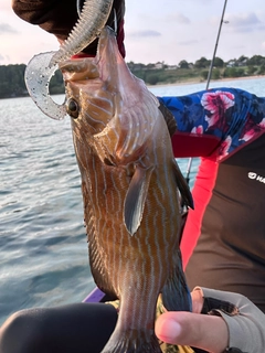 アオスジハタの釣果