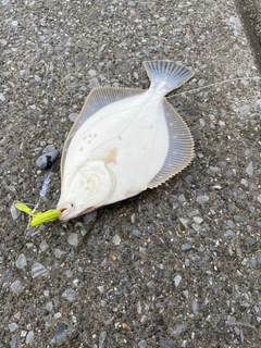 イシガレイの釣果