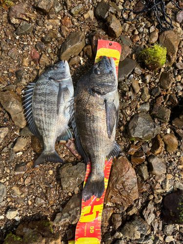 チヌの釣果