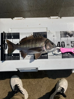 チヌの釣果