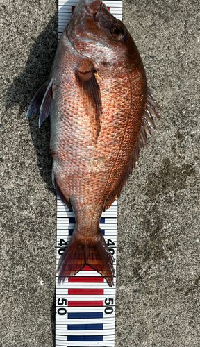 タイの釣果
