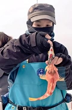アヤメカサゴの釣果