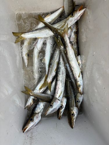 カマスの釣果