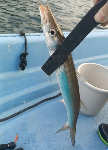 カマスの釣果