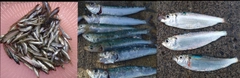 チアユの釣果