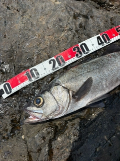 ヒラスズキの釣果