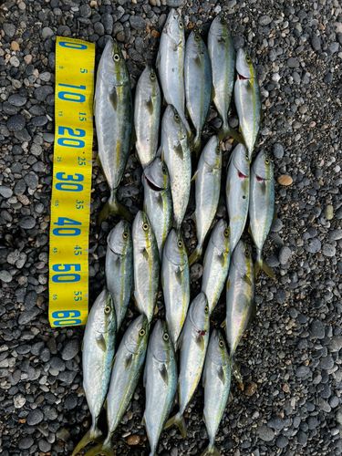 コゾクラの釣果