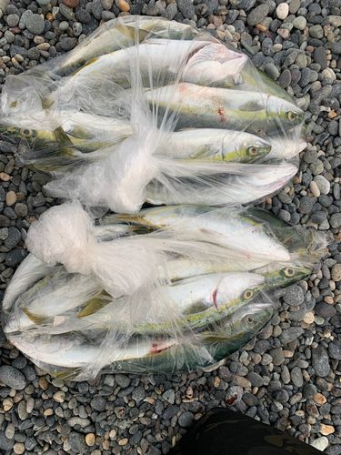 ツバスの釣果