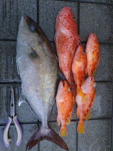 ショゴの釣果