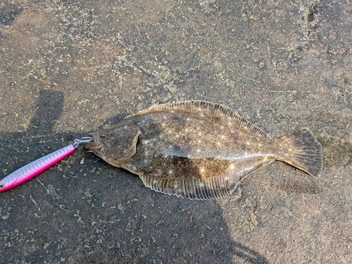 ヒラメの釣果