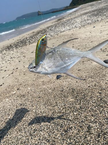 コバンアジの釣果
