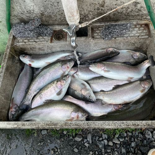 ニジマスの釣果